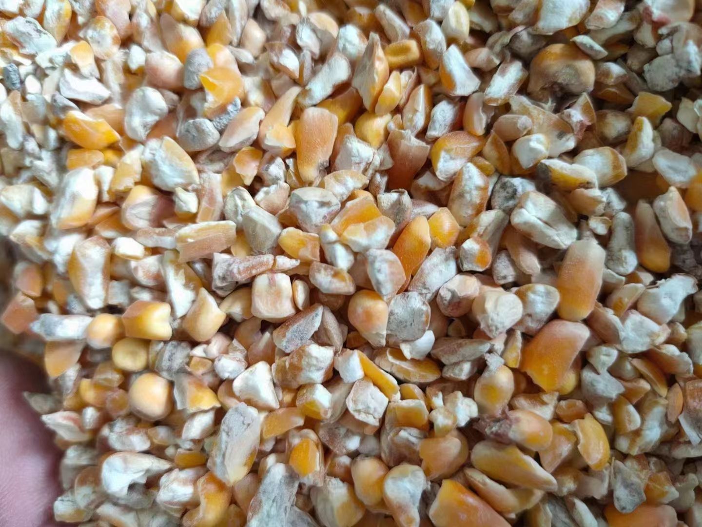 菏泽碎玉米，毛粮，净粮，无土，无沙，无霉变，养殖好饲料