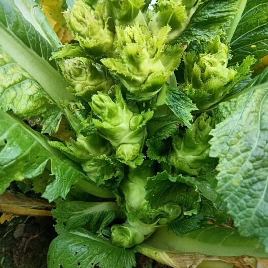 安顺贵州蔬菜，味美价廉，质量保证