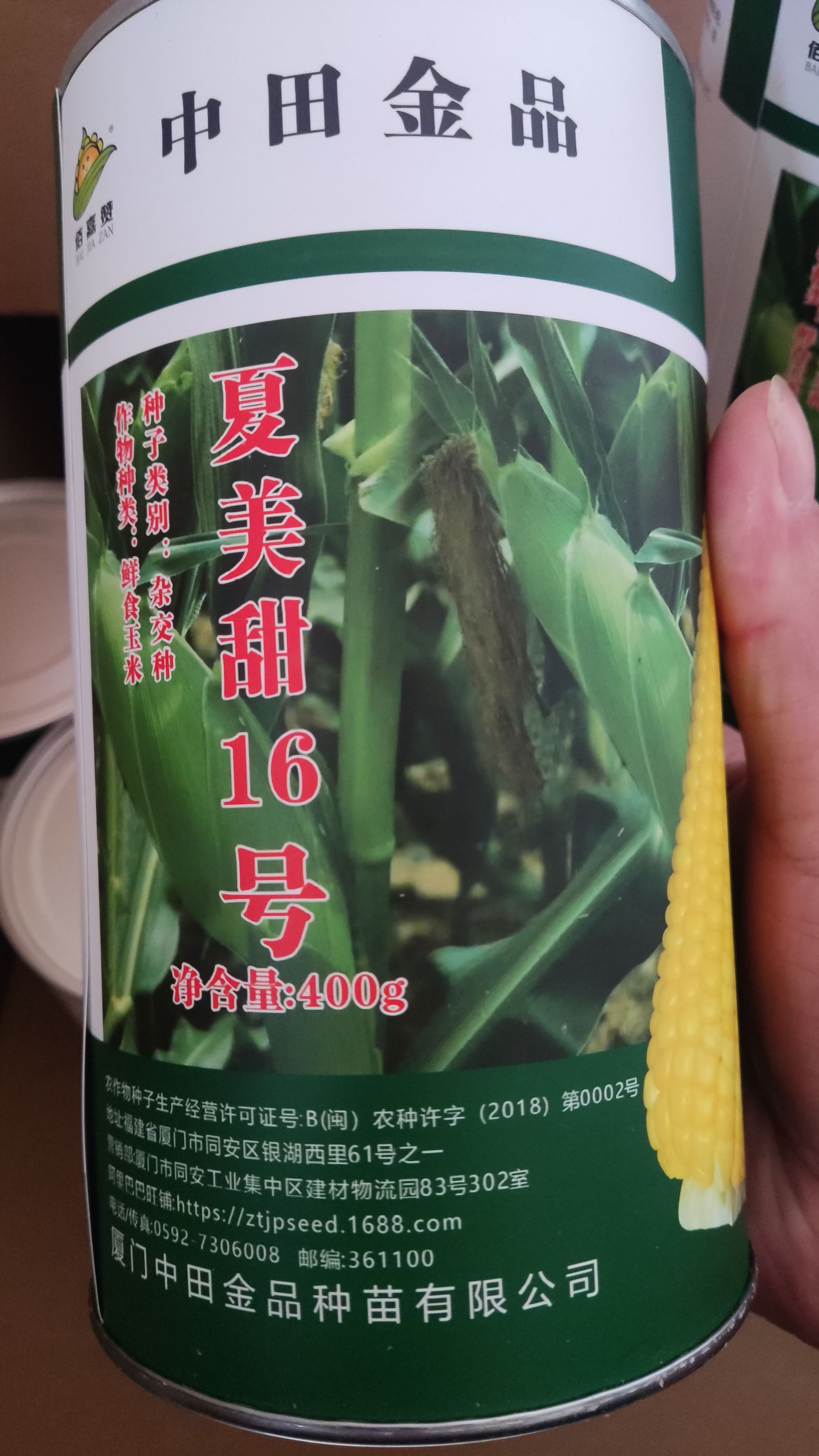 芜湖夏美甜16号泰系甜玉米种子，排位整齐，苞叶紧实，米靚甜度好
