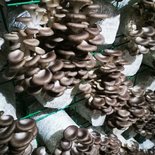 南靖县工厂化秀珍菇长期供应