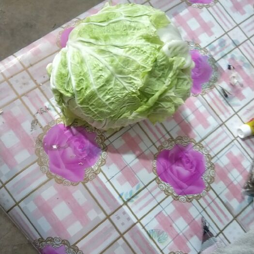 曲周县大白菜