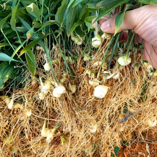 上高县黄精苗，自己育苗，品质保证，价格实惠