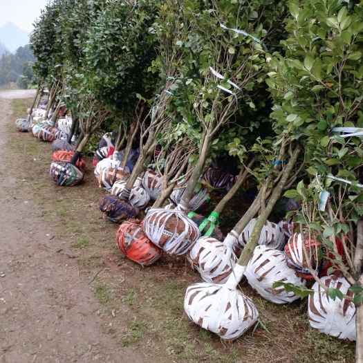 盐津县茶花5－6公分精品