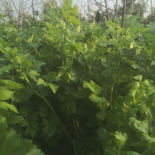 平度市大棚芹菜