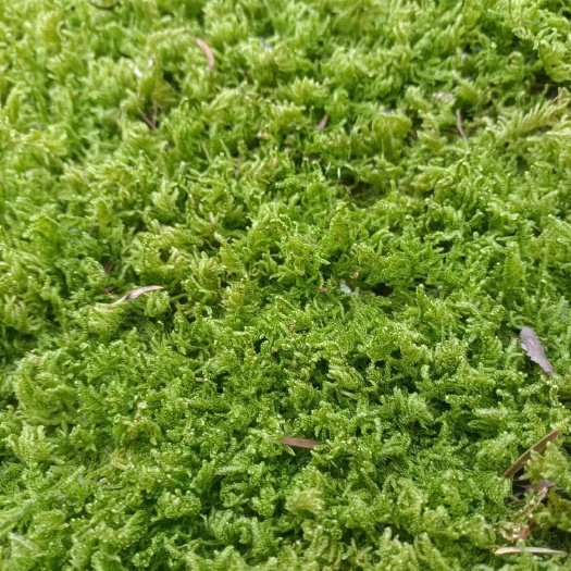 草坪，苔藓，人工苔藓