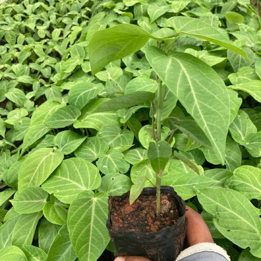 热情果苗 哥伦比亚热情果嫁接苗苗纯甜百香果 基地直销批发价