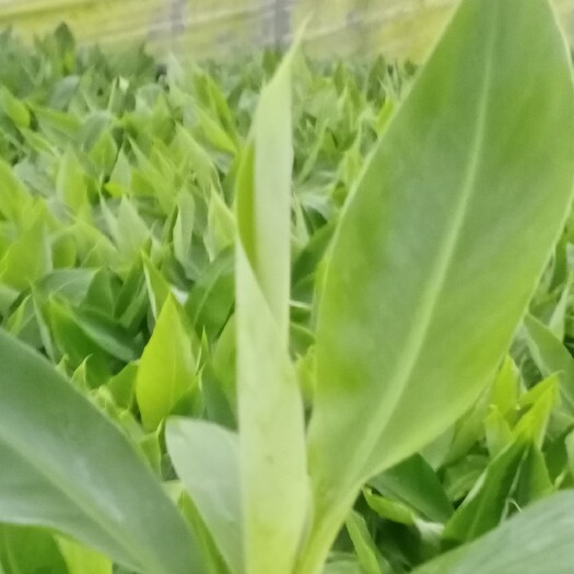 南宁金粉一号香蕉苗