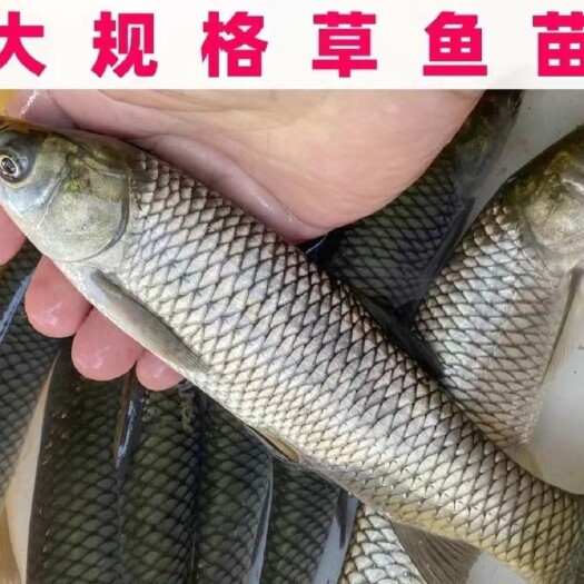 方城县草鱼大苗半斤—一斤半左右