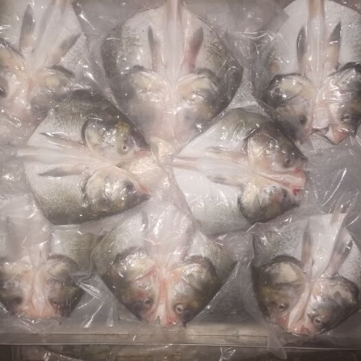 淮安急冻鲜白鲢鱼头，工厂食堂，快餐连锁，团购