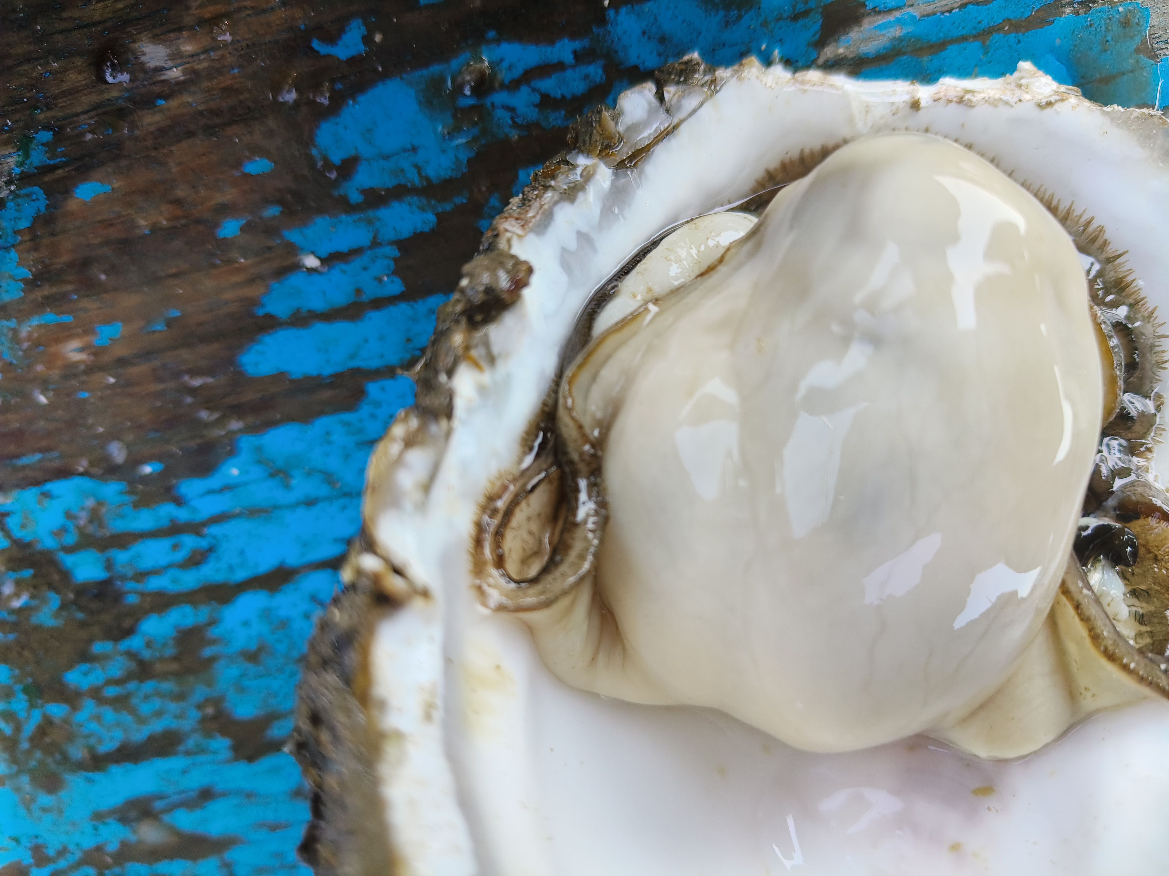 北海白蚝1-2两货