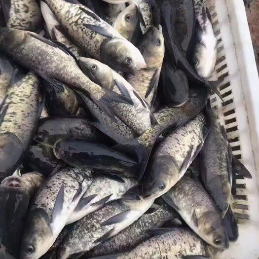 淮安花鲢，一斤5尾包送