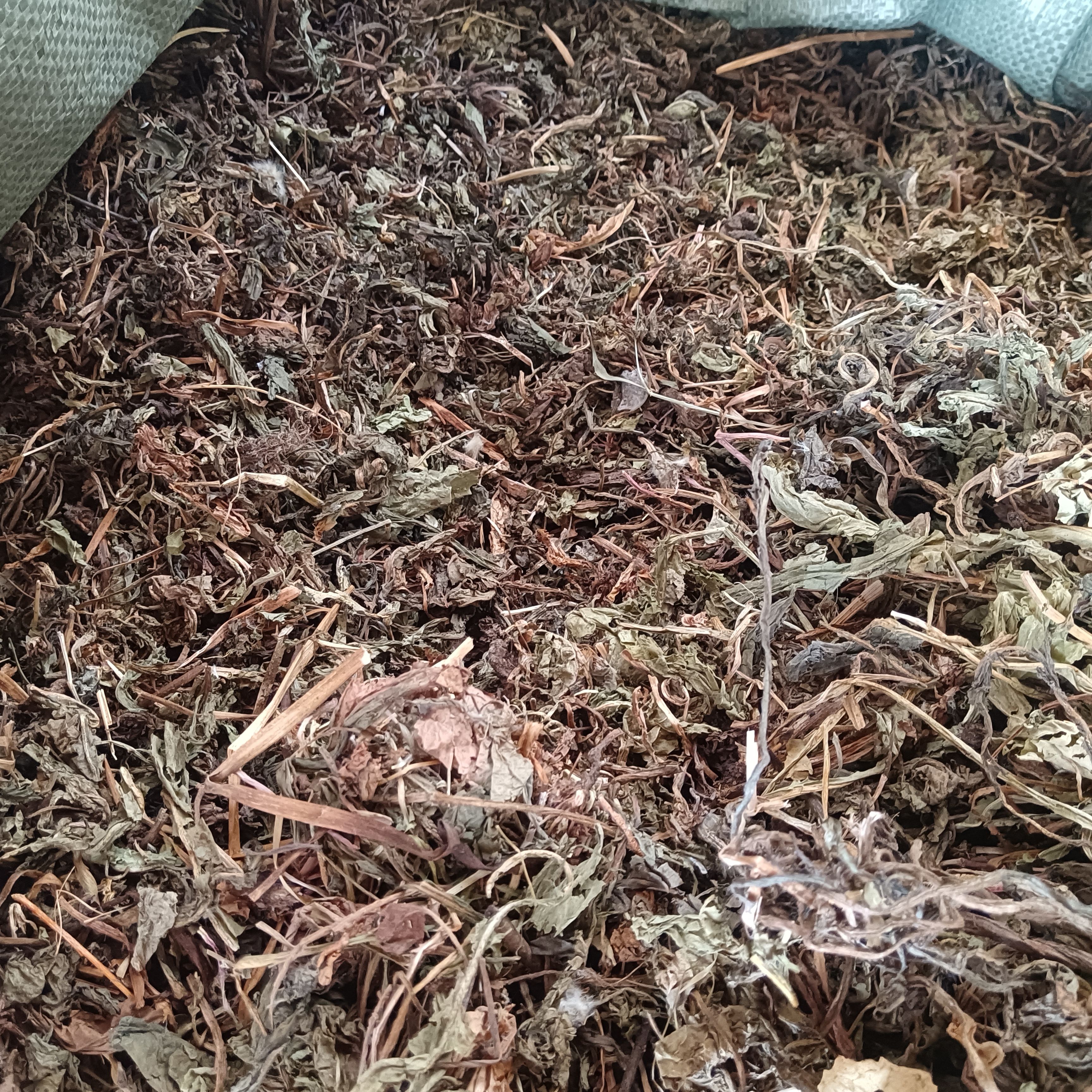 蒲公英家种蒲公英干货黄花地量大从优统货两个规格