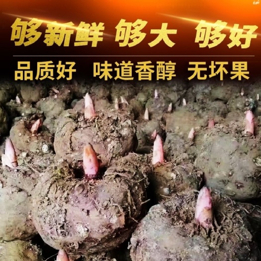 富源县花魔芋  云南高山魔芋，脱水消毒处理，全国包邮，周边送货免费