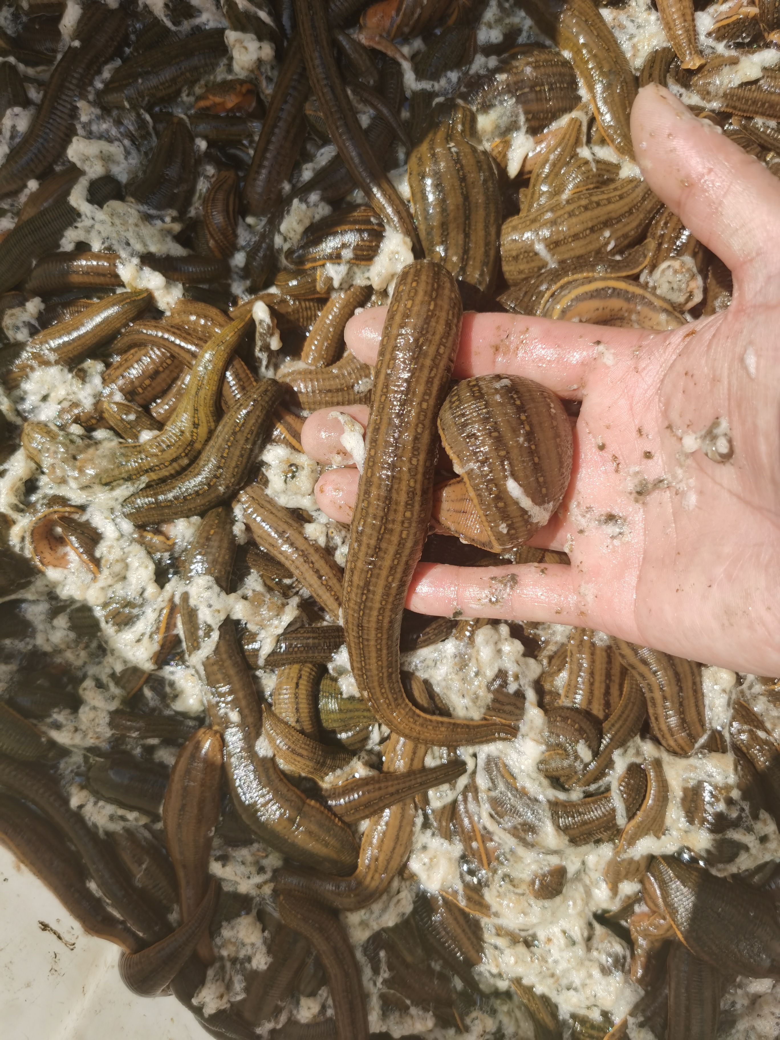 宿迁水蛭种 个体大 苏南大种蛭，包钻土 包产茧 包孵化技术包来回