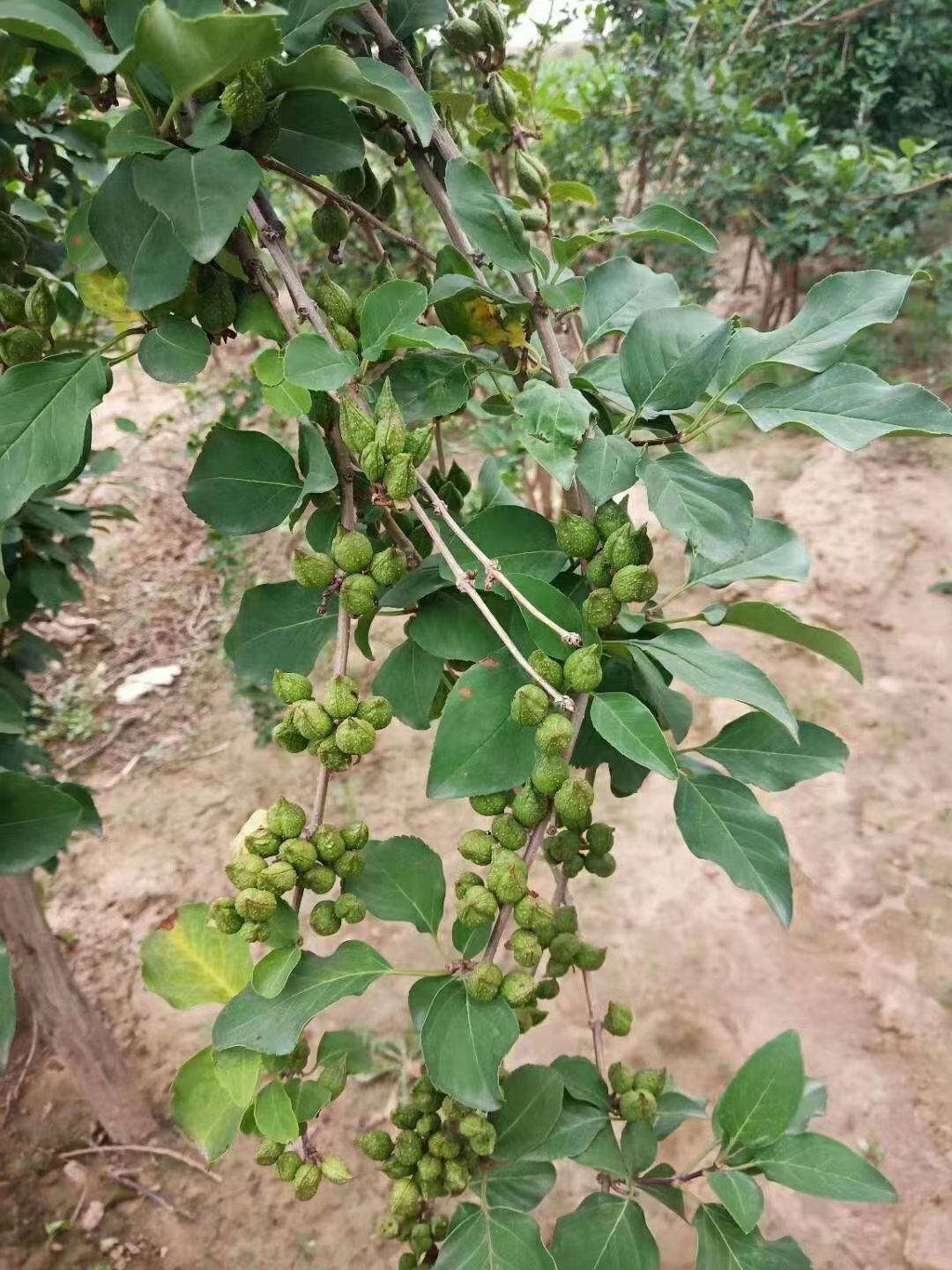 供应连翘苗，连翘苗，新品种3号大果连翘苗