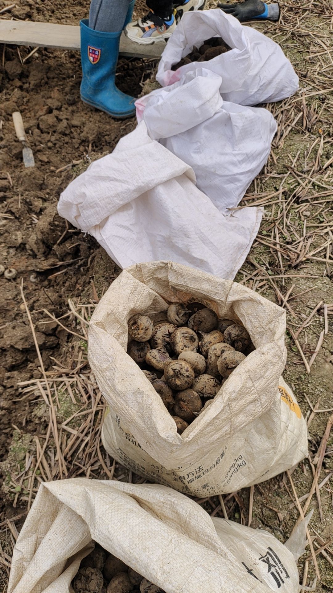 广西桂林市荔浦县毛马蹄现货出售品特殊的地域条件种出了有名的产