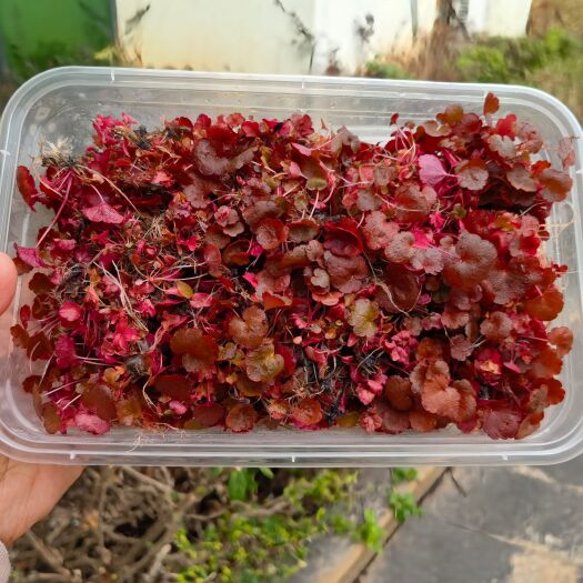 厦门矾根种苗