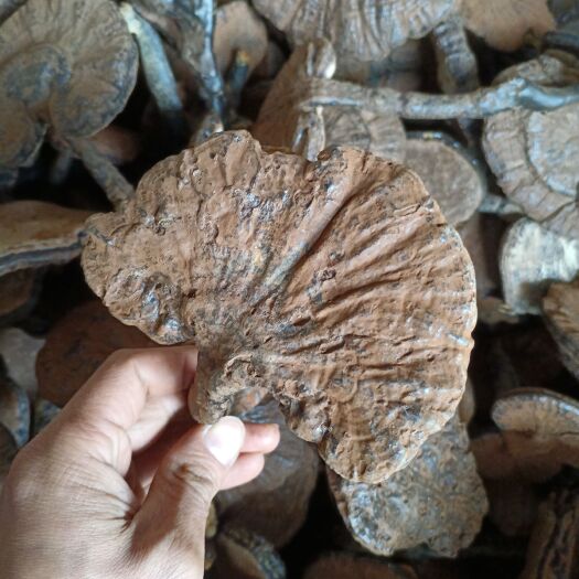 寻乌县紫灵芝江西黑灵芝林下种植灵芝