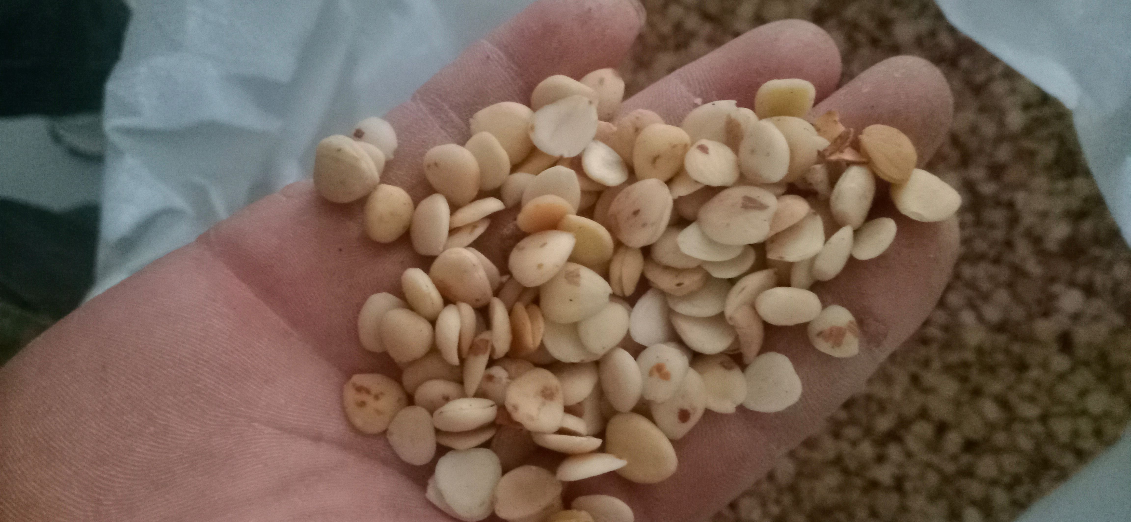 【桃仁】产地家桃仁一手货源大货供应规格齐全量大优惠。