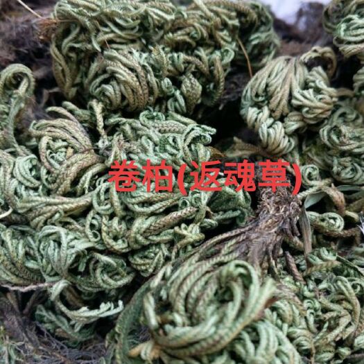 定南县中药材卷柏（又名返魂草）