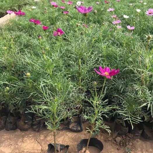 青州市波斯菊