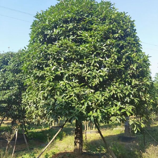 15-30容器桂花