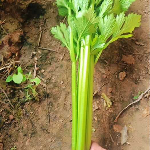馆陶县法国皇后西芹