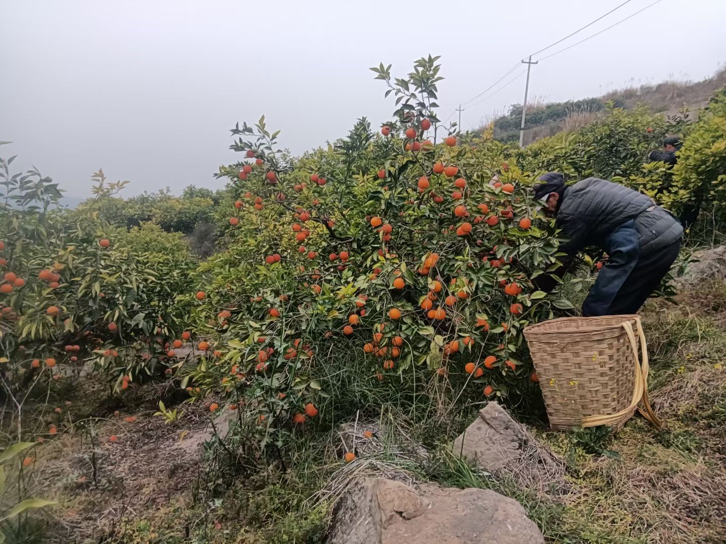 资中塔罗科血橙