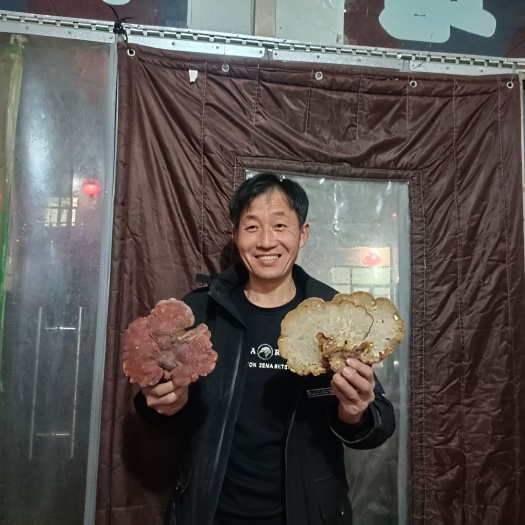 青龙县依凡家乡的灵芝