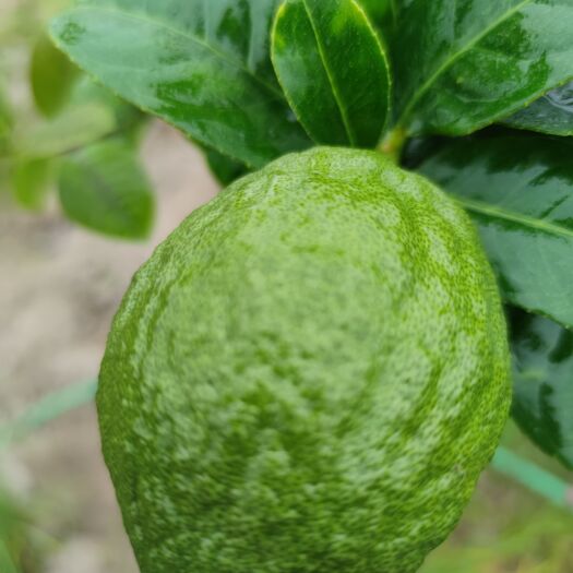 湛江香水柠檬