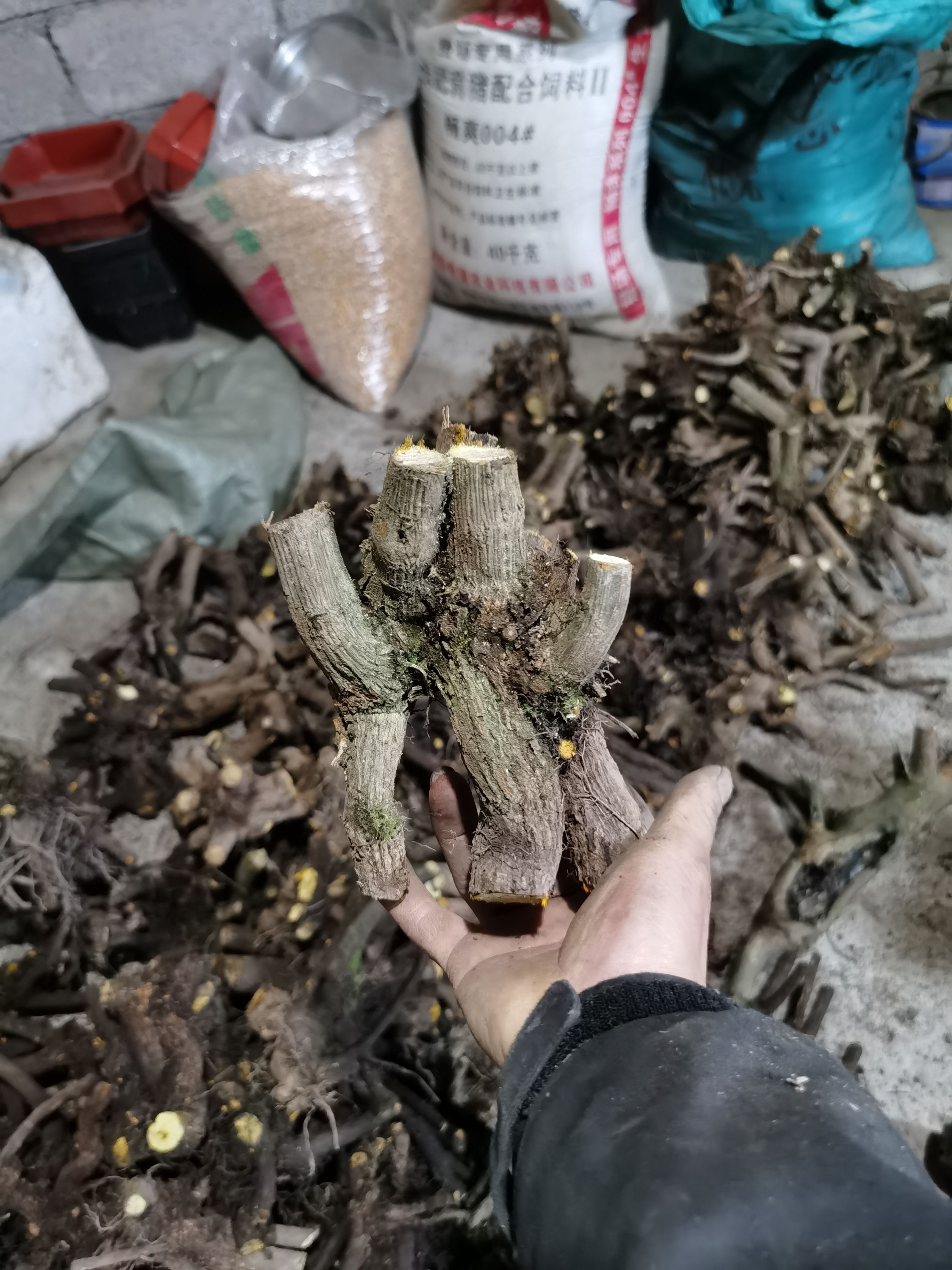 南天竹大量批发