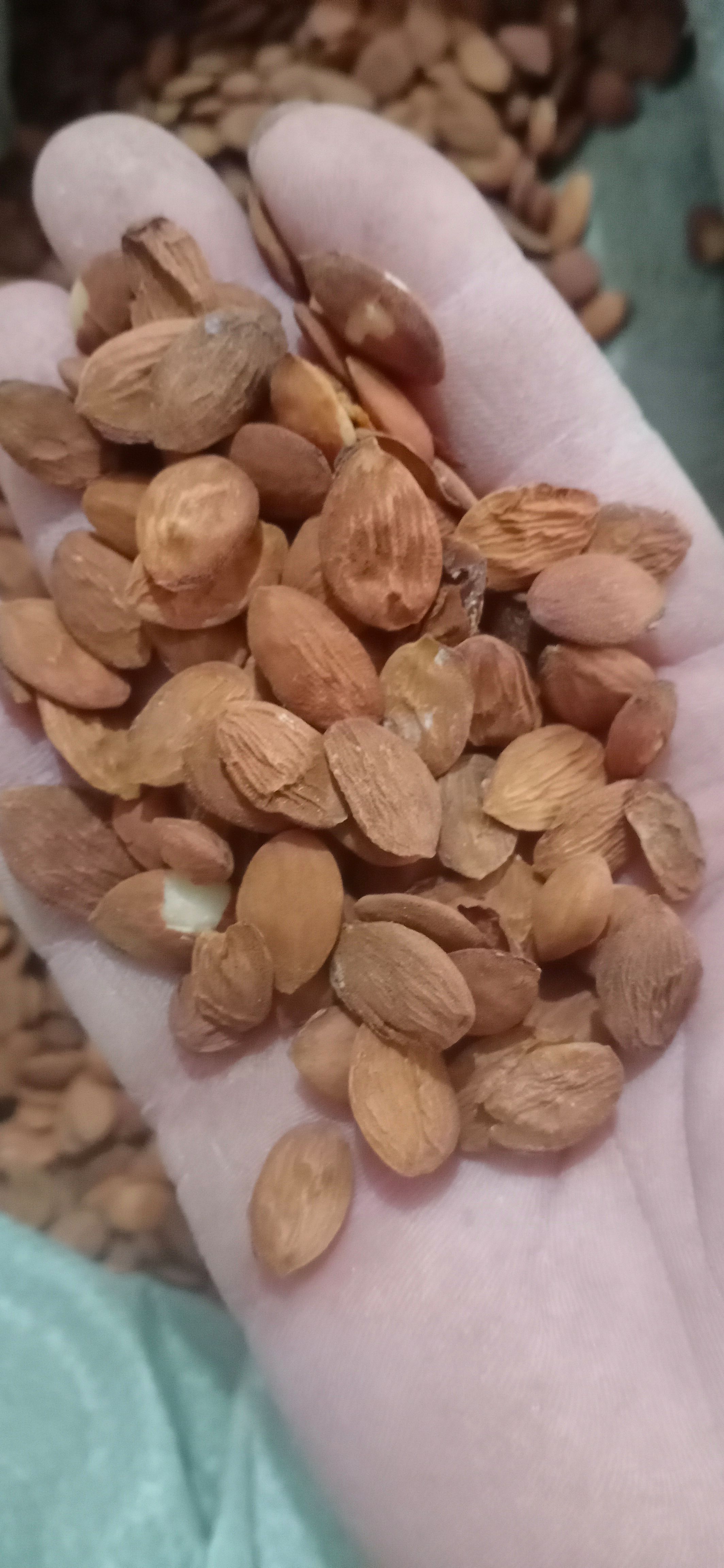 【桃仁】产地家桃仁一手货源大货供应规格齐全量大优惠。