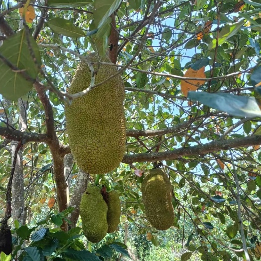 澜沧县菠萝蜜，马来西亚1号