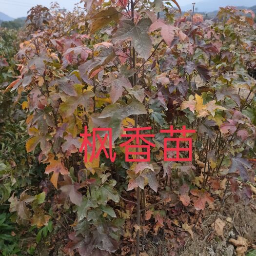 奉新县枫香属于彩叶树种