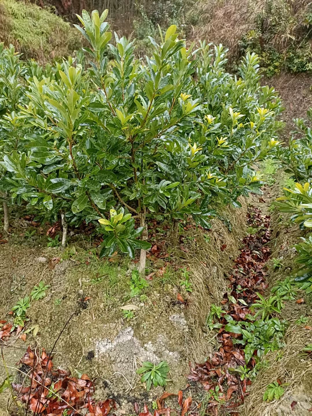 杨梅杯苗，2.5杨梅球，断根杨梅2.5-4米
