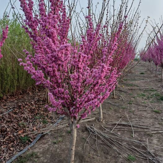 沭阳县独杆紫荆4公分5公分基地大量批发独杆紫荆好树型