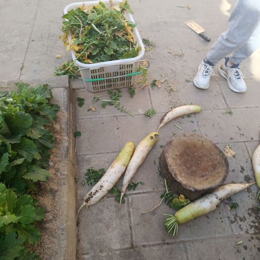 大姚县白萝卜，自家地里种的纯绿色，保证没有打过农药