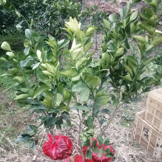 石门县纽荷尔脐橙嫁接苗，3年移栽苗，已挂果，可上门看货，量大从优