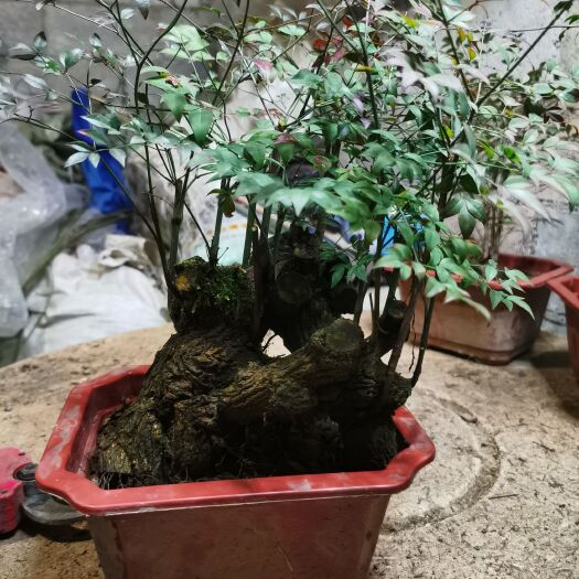 思南县南天竹大量批发