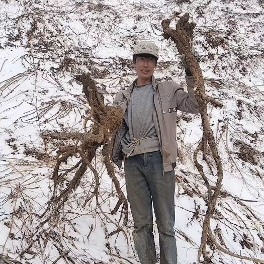 维西县雪当归