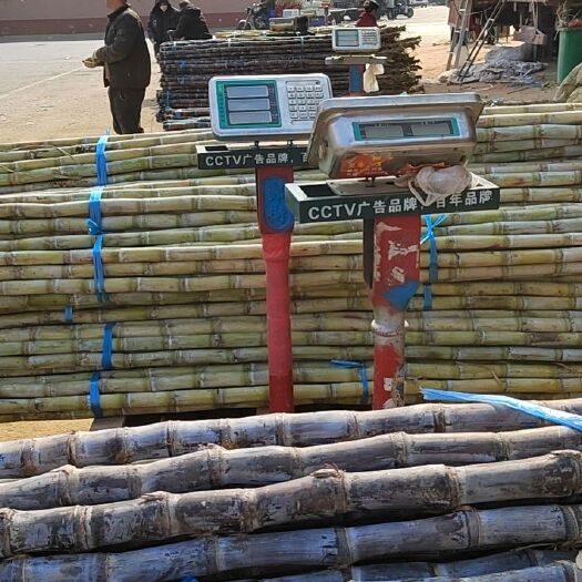 中牟县精品甘蔗