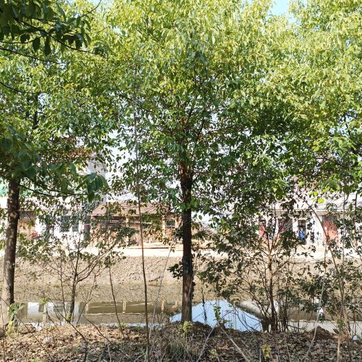 益阳15-20断根香樟