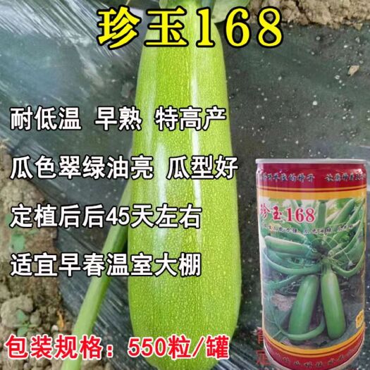 扶沟县珍玉168西葫芦种子耐低温早熟瓜条顺直膨瓜快翠绿油亮