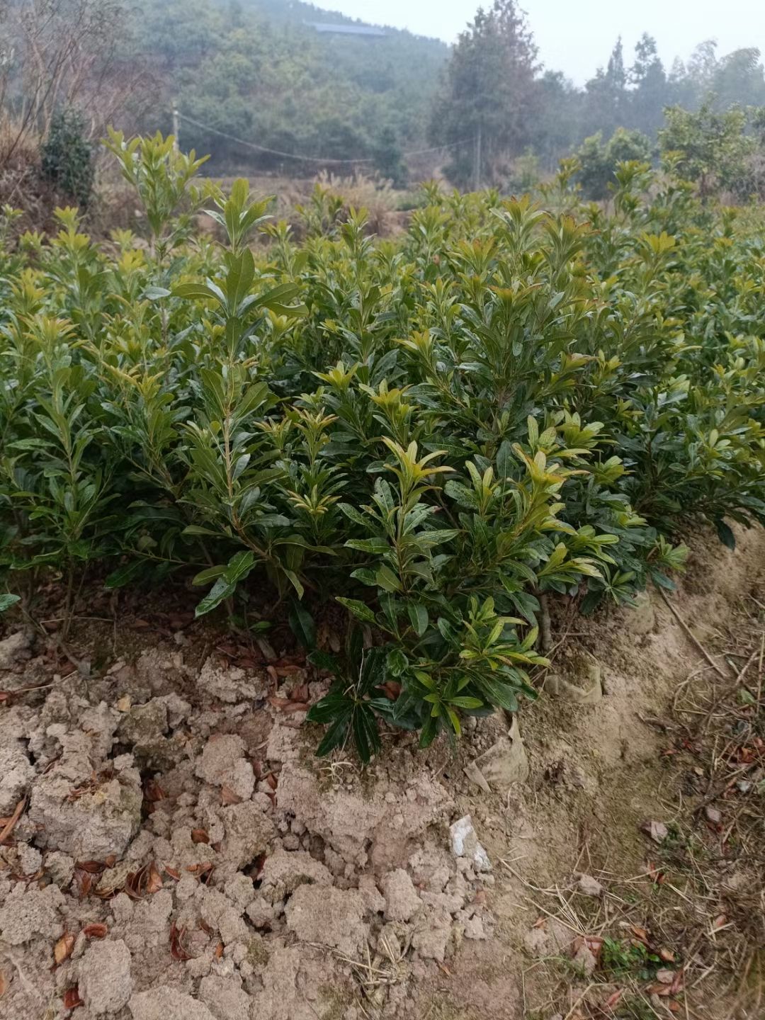 杨梅杯苗，2.5杨梅球，断根杨梅2.5-4米