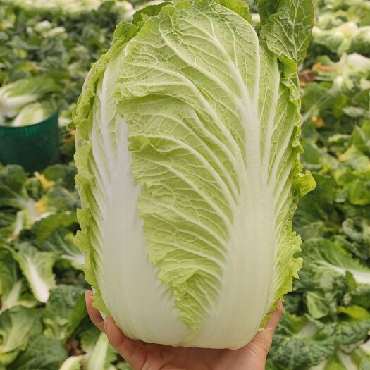 横州市小白菜