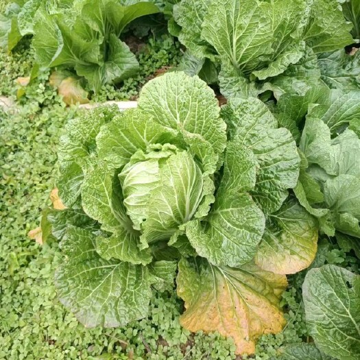 南丹县白菜