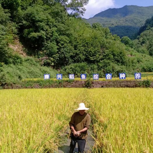 安康高山稻花鱼大米