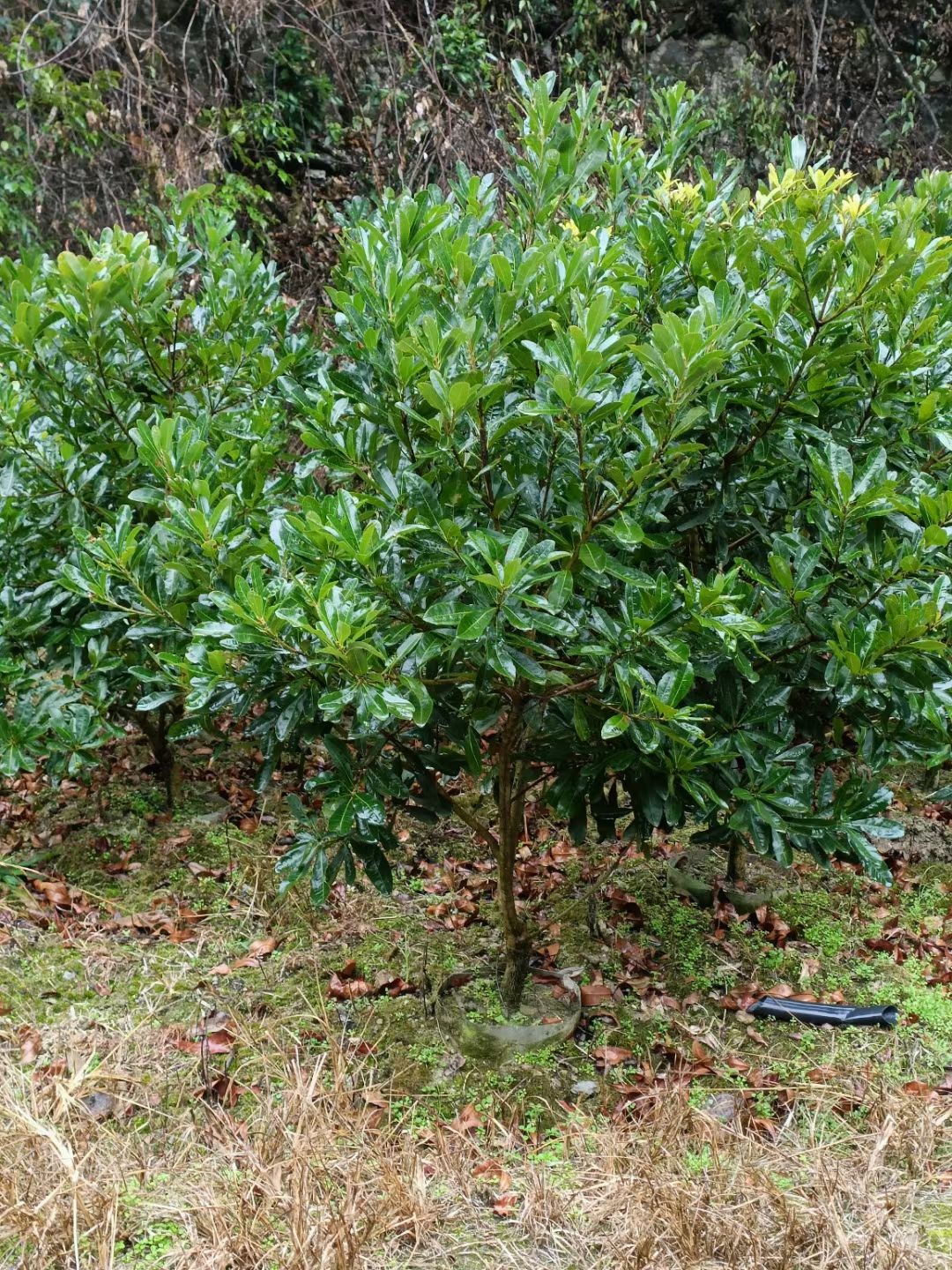 杨梅杯苗，2.5杨梅球，断根杨梅2.5-4米