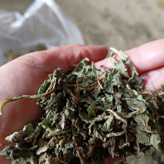 南召县瘶蛤蟆草片批发泡茶煮水喝都可以