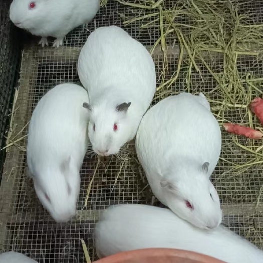 供应豚鼠，实验白豚鼠，豚鼠血清